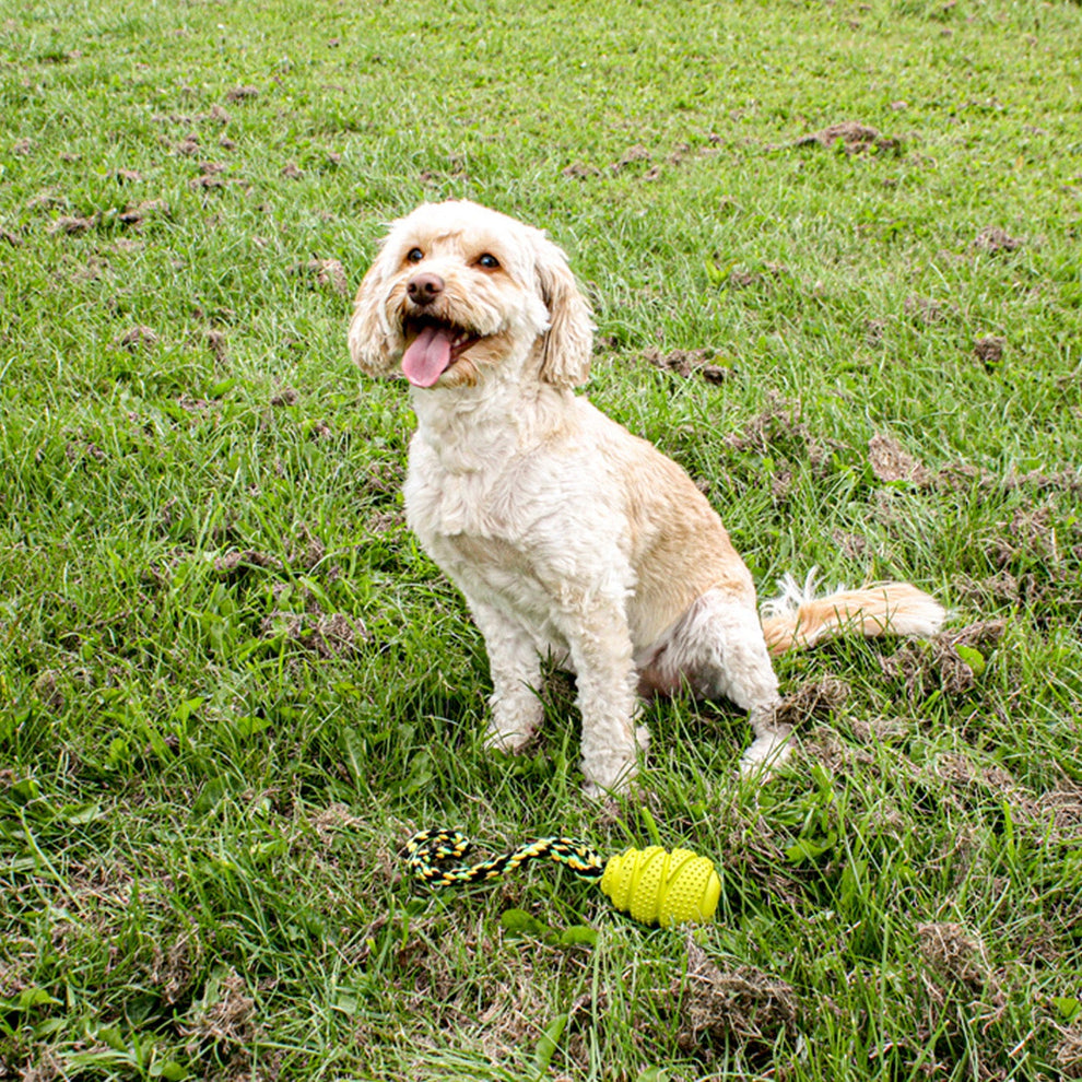Dog sitting on grass with a toy ball and chew toy