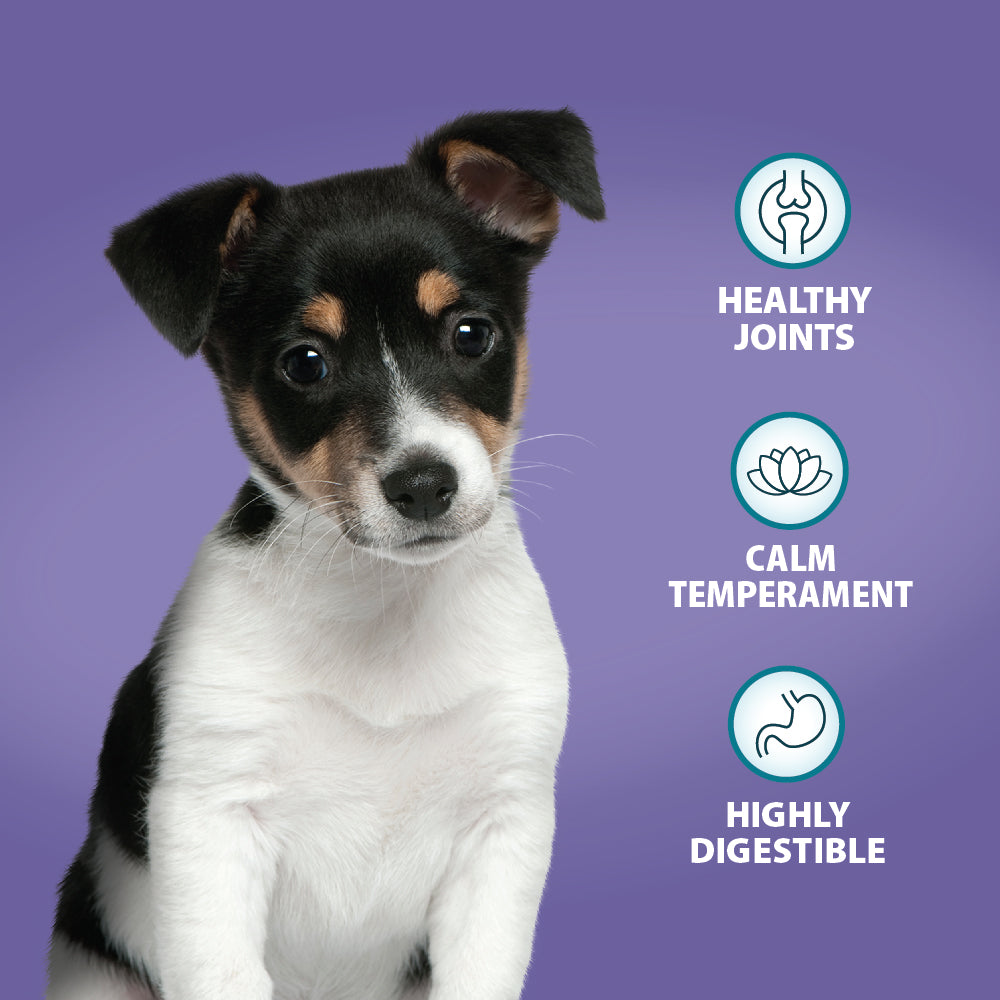 Burns Mini Puppy Chicken & Rice 🐔 Original Holistic Gluten Free Dry Food for Small Breed Dogs
