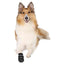Collie dog wearing black dog boots on a white background