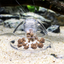 ISTA Pest Snail Trap for Freshwater & Marine Aquariums