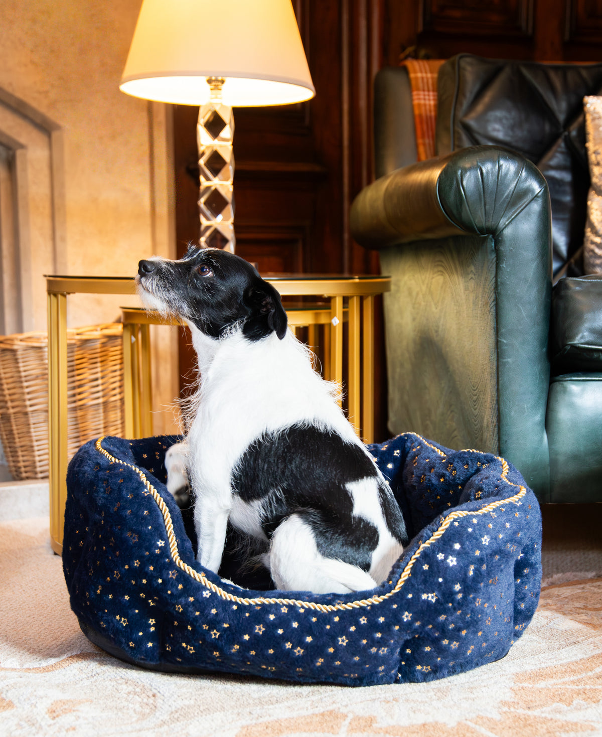 Navy Sparkle Dog Bed 🎄 Christmas Comfort by Cupid & Comet