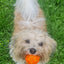 Trixie TPR Fetch Ball with Squeak | Dog Toy