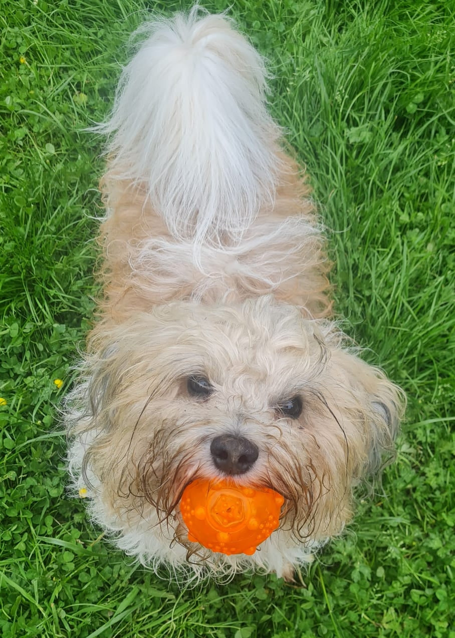 Trixie TPR Fetch Ball with Squeak | Dog Toy