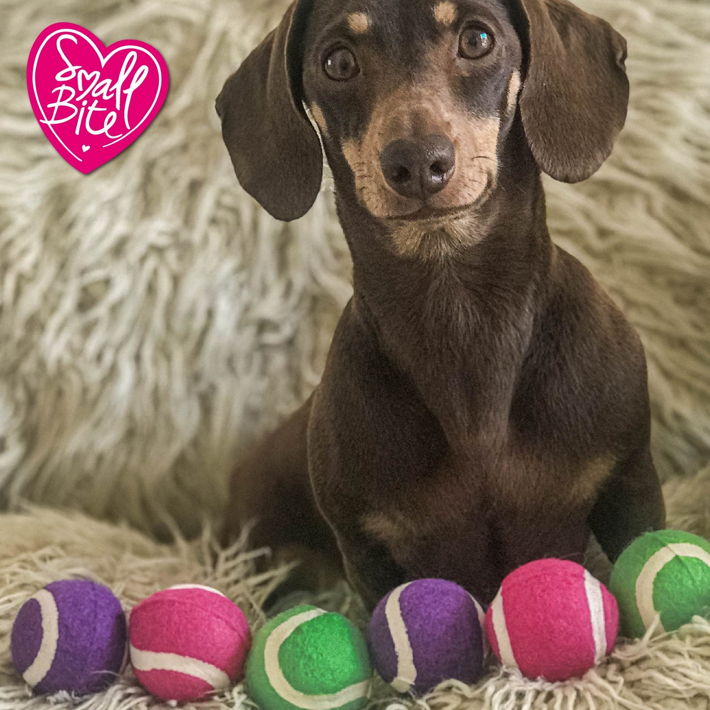 Ancol Small Bite Mini Tennis Balls | Dog Toys for Tiny Dogs & Puppies