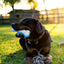 Chill Out | Ice Bone | Dog Cooling Toy for Summer & Heatwaves