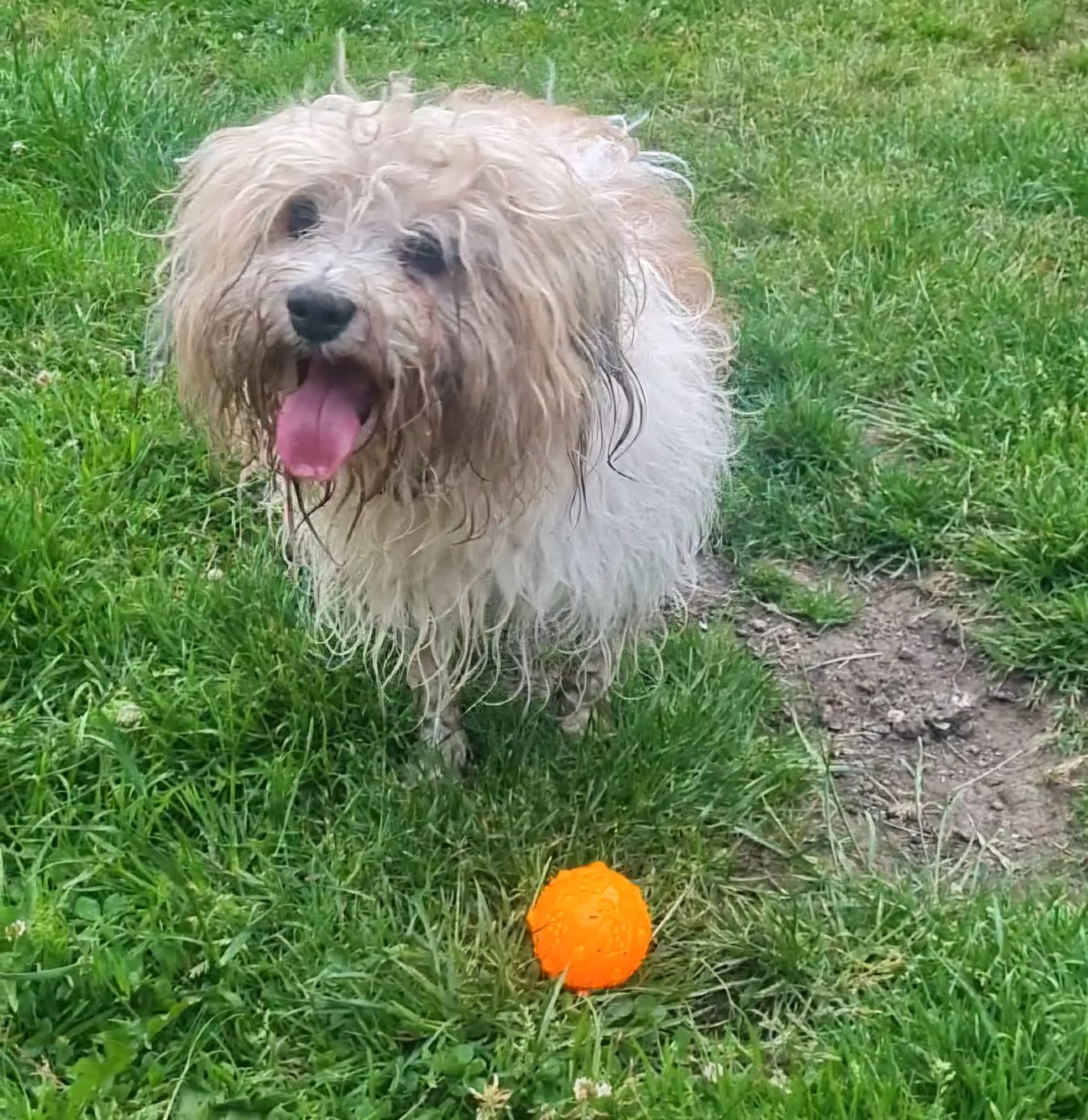 Trixie TPR Fetch Ball with Squeak | Dog Toy