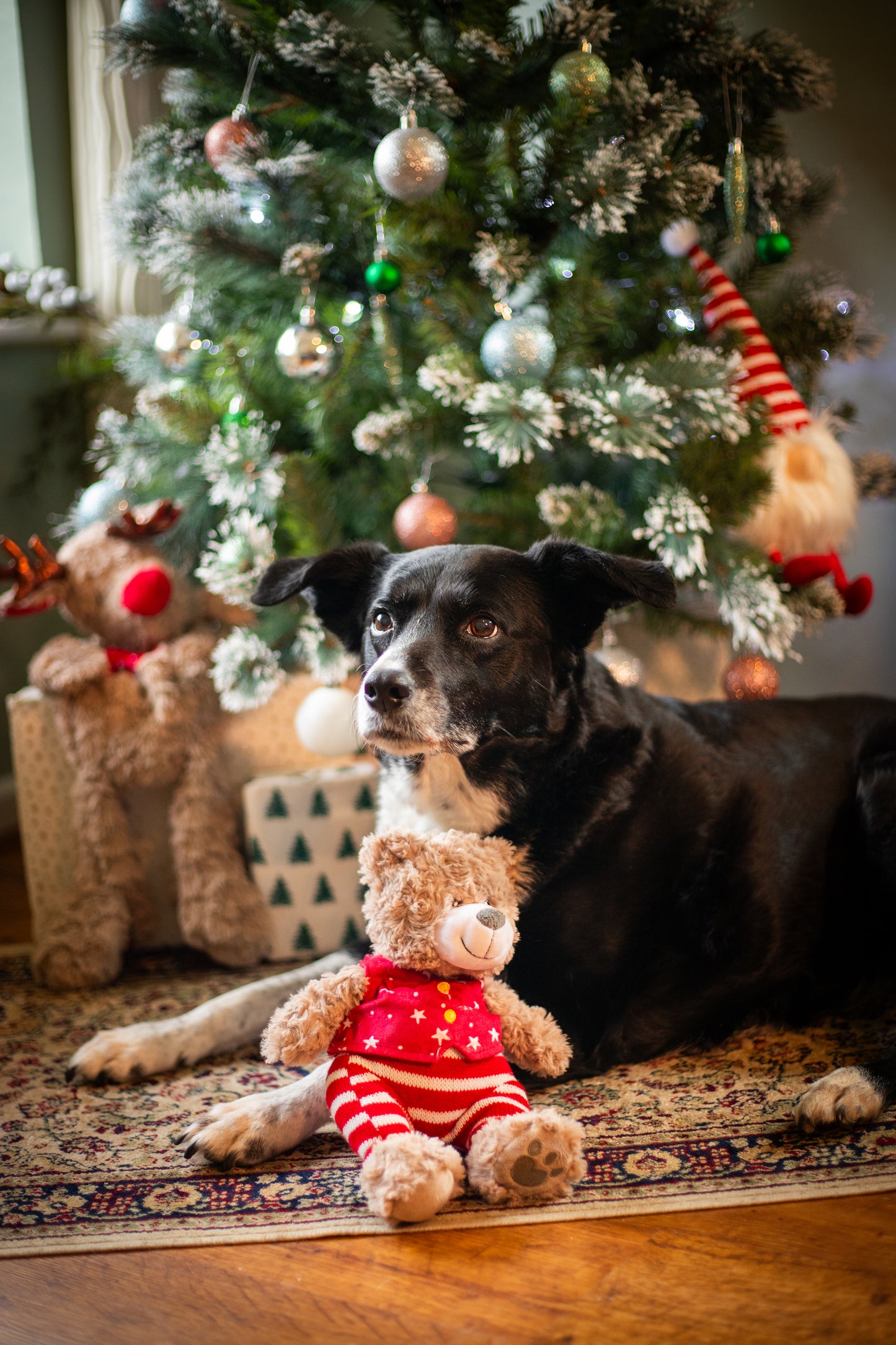 Rosewood Buddy Bear | Festive Soft Dog Toy