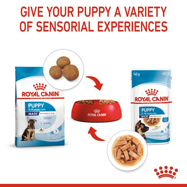 Royal Canin Maxi Puppy 🐕 Size Health Nutrition Dry Food for Large Dogs