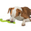 Dog chewing on a green bone-shaped toy against a white background
