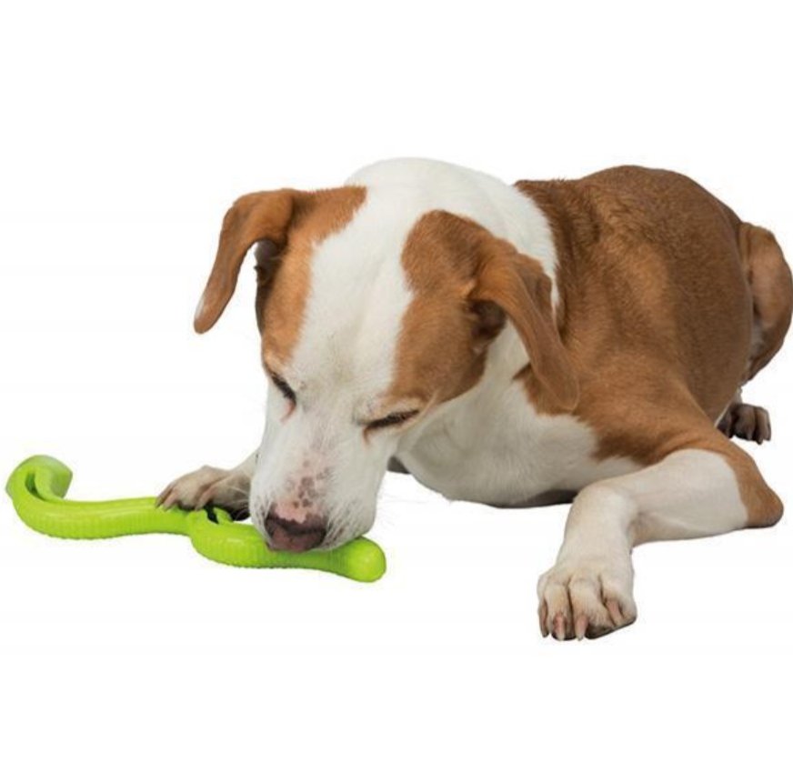 Dog chewing on a green bone-shaped toy against a white background