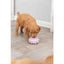 Puppy playing with a purple ball on a wooden floor.