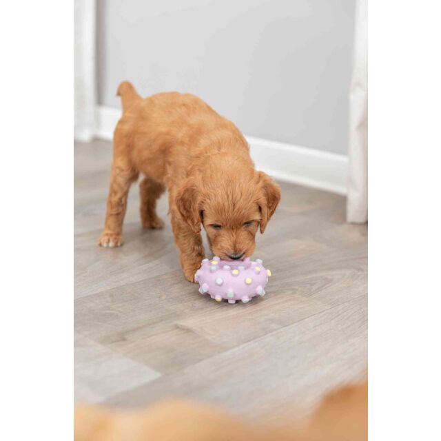 Puppy playing with a purple ball on a wooden floor.