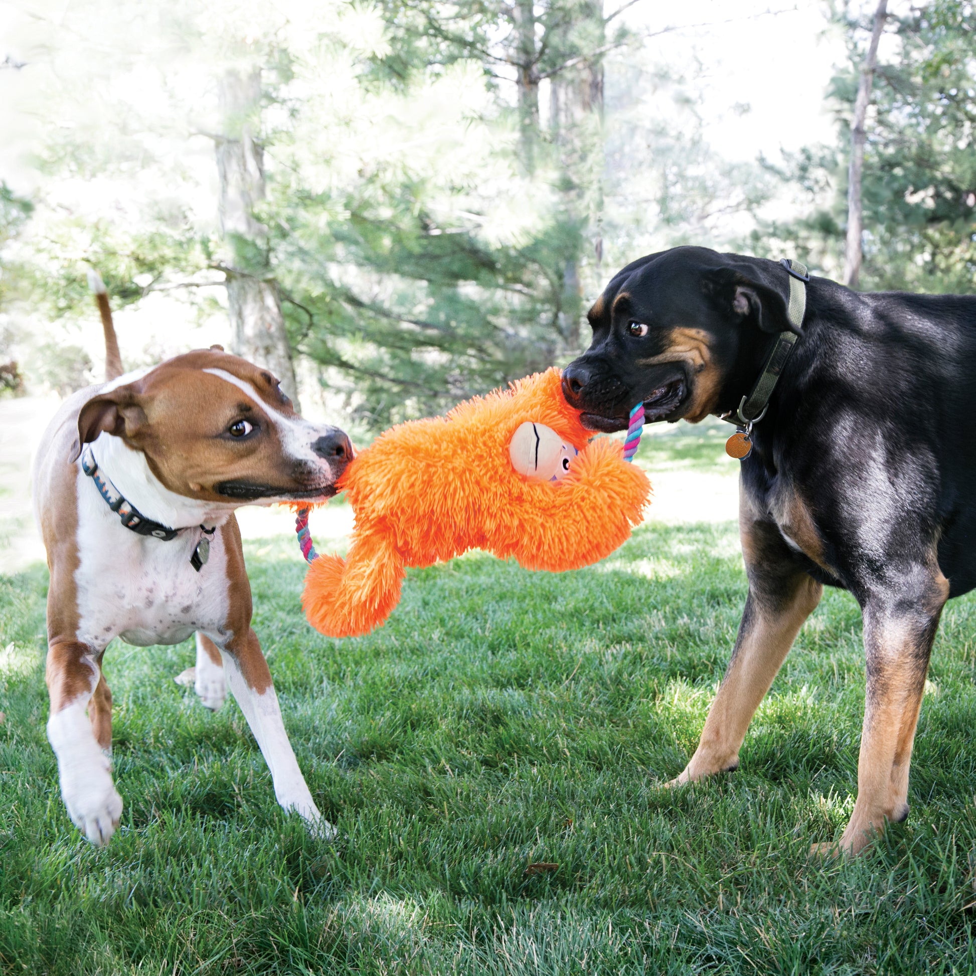 Two dogs playing with an orange plush toy outdoors on a grassy area.