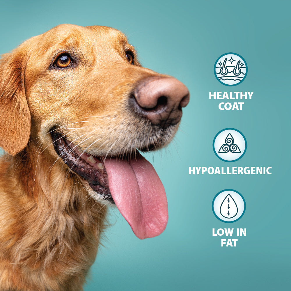 Burns Original Lamb & Brown Rice Adult Holistic Gluten Free Dry Dog Food