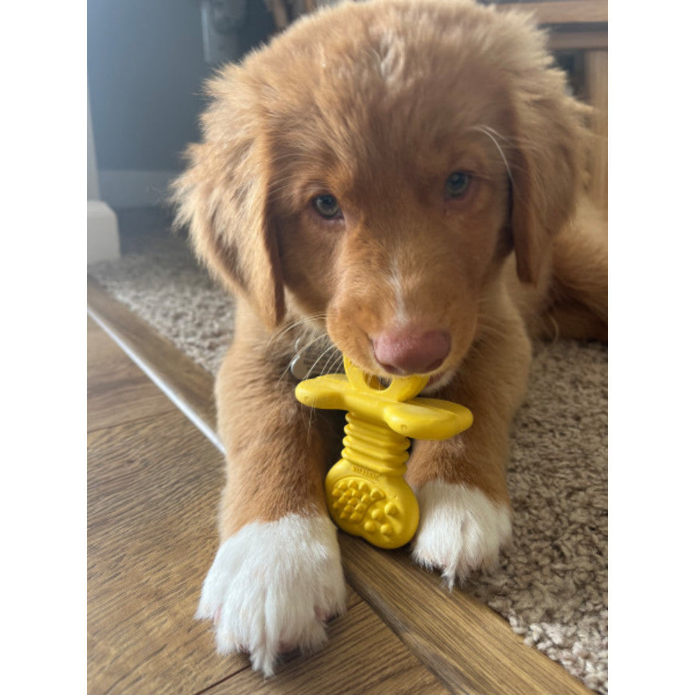 Puppy with a yellow toy on a wooden floor