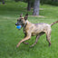KONG AirDog Ultra Tennis Balls | Tough Dog Toys