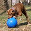 Brown dog playing with a blue ball on grass