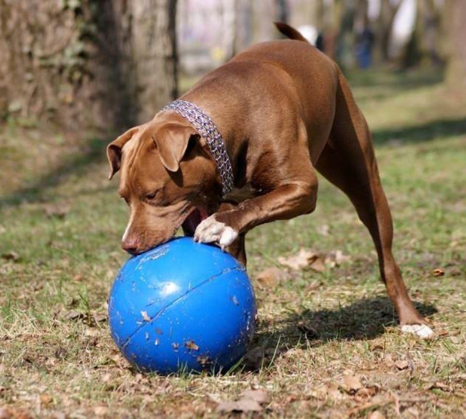Brown dog playing with a blue ball on grass
