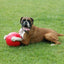 Dog playing with a red ball on a grassy field