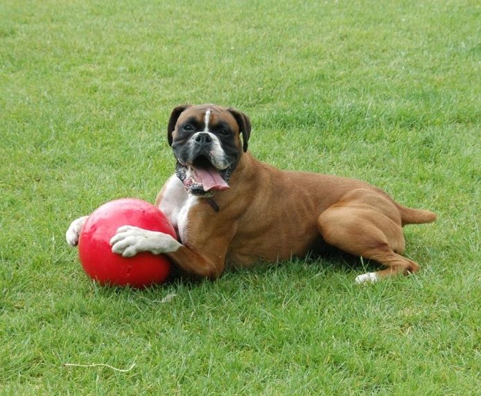 Dog playing with a red ball on a grassy field