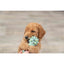 Puppy holding a green dog toy with a blurred background