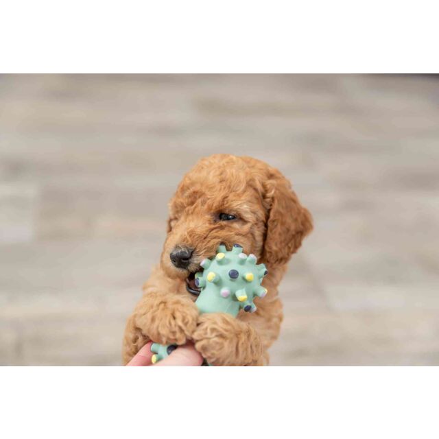 Puppy holding a green dog toy with a blurred background