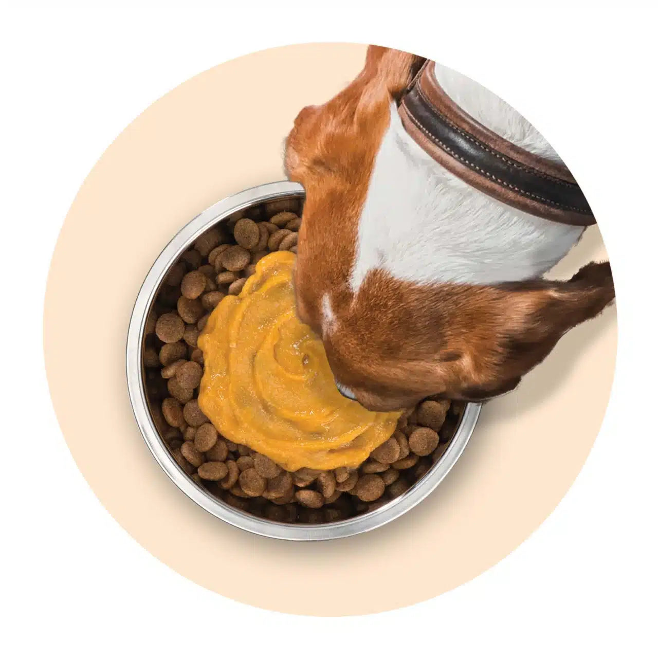 Dog eating from a bowl with kibble and yellow pet food on a beige background