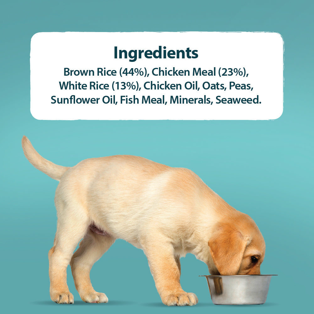 Burns Mini Puppy Chicken & Rice 🐔 Original Holistic Gluten Free Dry Food for Small Breed Dogs