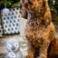Rosewood Festive Prancer Penguin | Christmas Dog Toy