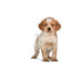 Royal Canin Medium Puppy 🐕 Size Health Nutrition Dry Dog Food