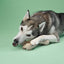 BetterBone | Dog Chew Toy | Medium Durability for Everyday Chewers - Classic Hypoallergenic Flavour