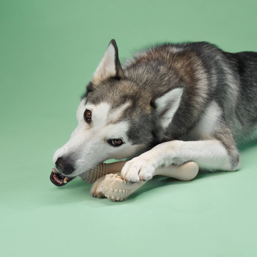 BetterBone | Dog Chew Toy | Medium Durability for Everyday Chewers - Classic Hypoallergenic Flavour