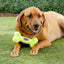 KONG AirDog | Squeaky Bone Dog Toy