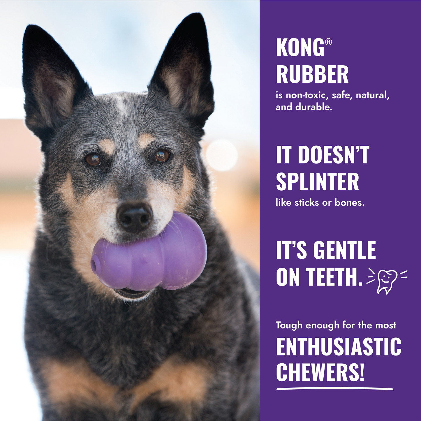 Dog holding a purple KONG rubber toy with promotional text on a blurred background