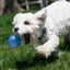 White dog playing with a blue ball on grass