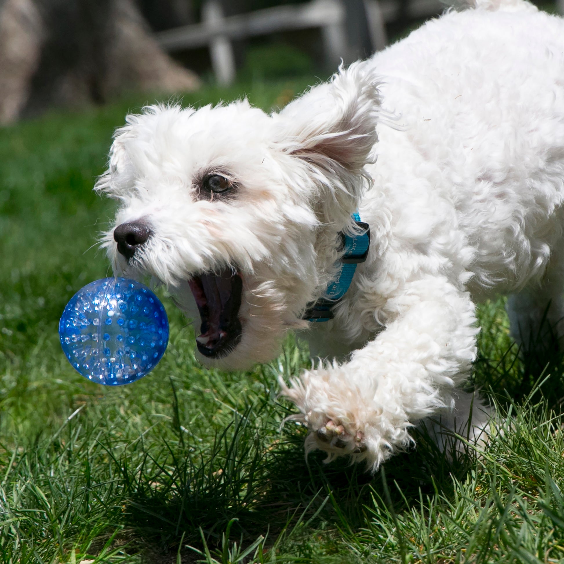 White dog playing with a blue ball on grass