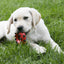 White puppy playing with a red toy on green grass