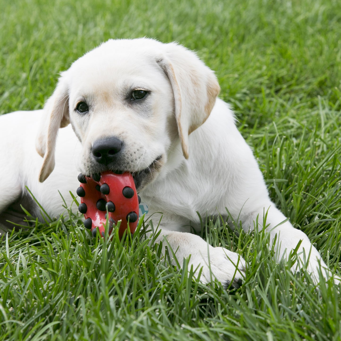 White puppy playing with a red toy on green grass