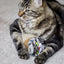 Rosewood | Cat Toy | Moody Moggy Cardboard Scratcher