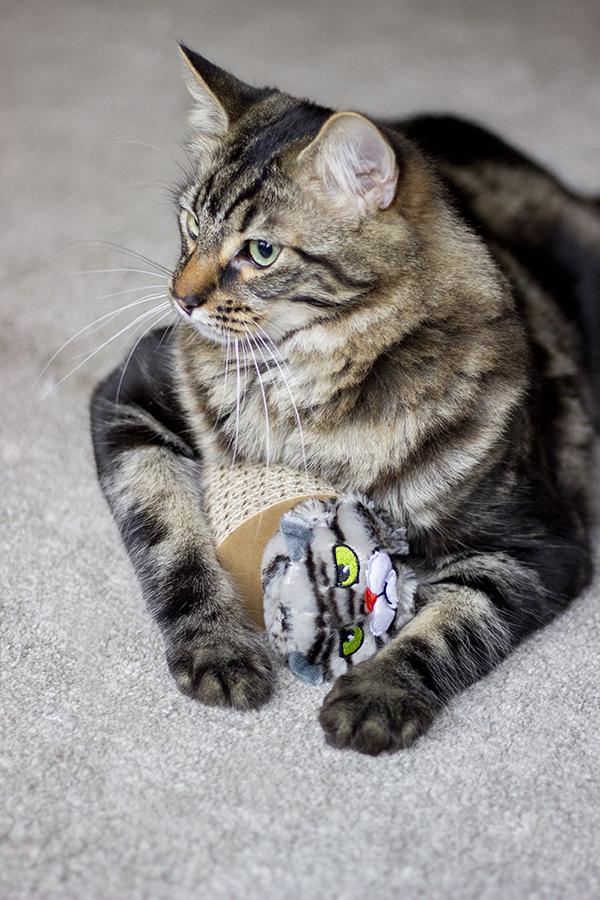 Rosewood | Cat Toy | Moody Moggy Cardboard Scratcher