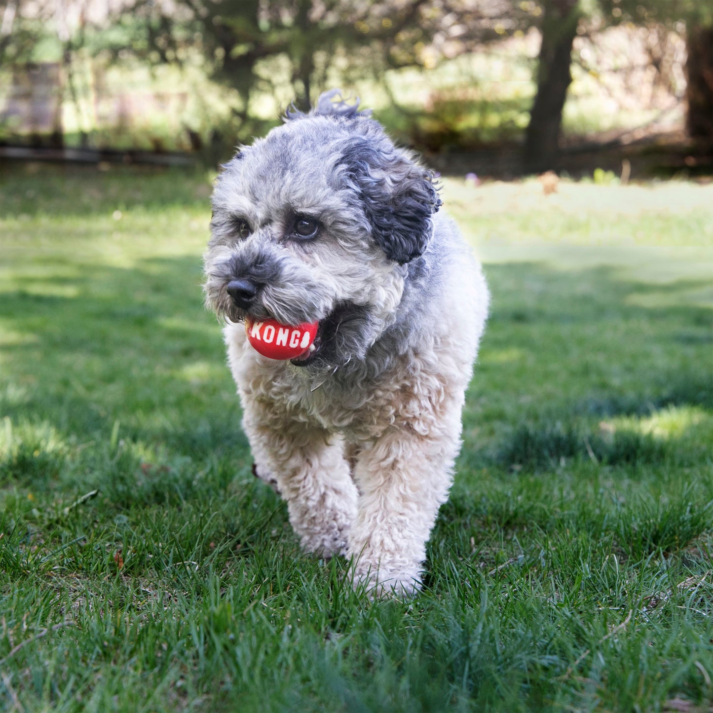 KONG Signature Ball – High‑Bounce, Durable Fetch Toy for Dogs (Small, Medium, Large)