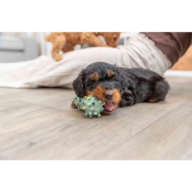 Dog playing with a toy on a wooden floor