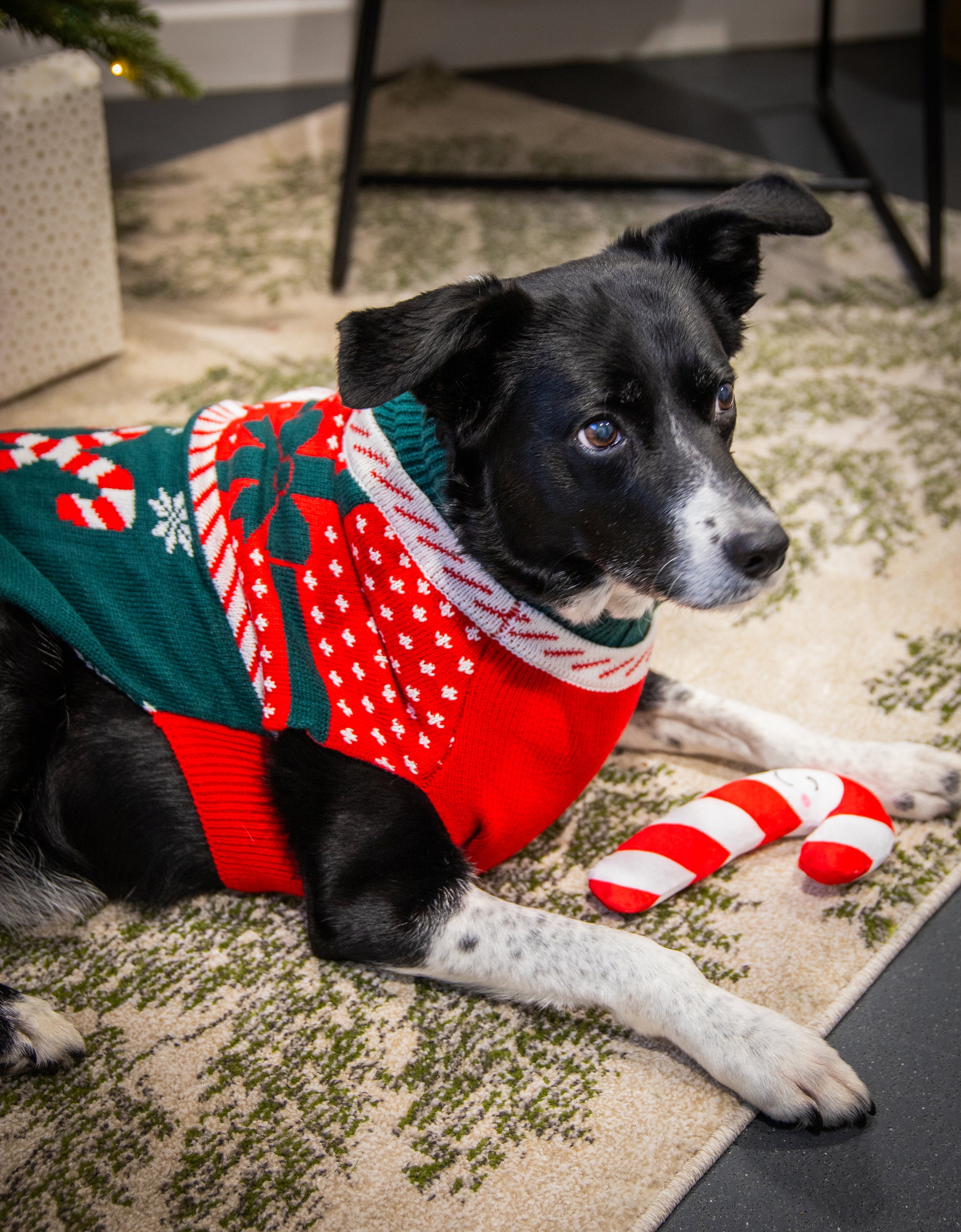 Dog Christmas jumper