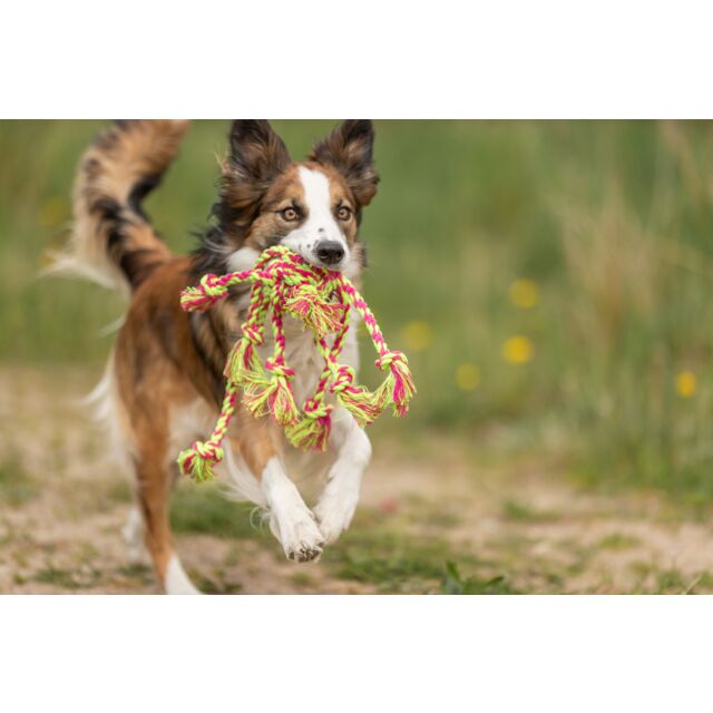 Dog running with a colorful rope toy in a grassy field