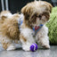 Ancol Small Bite Mini Tennis Balls | Dog Toys for Tiny Dogs & Puppies