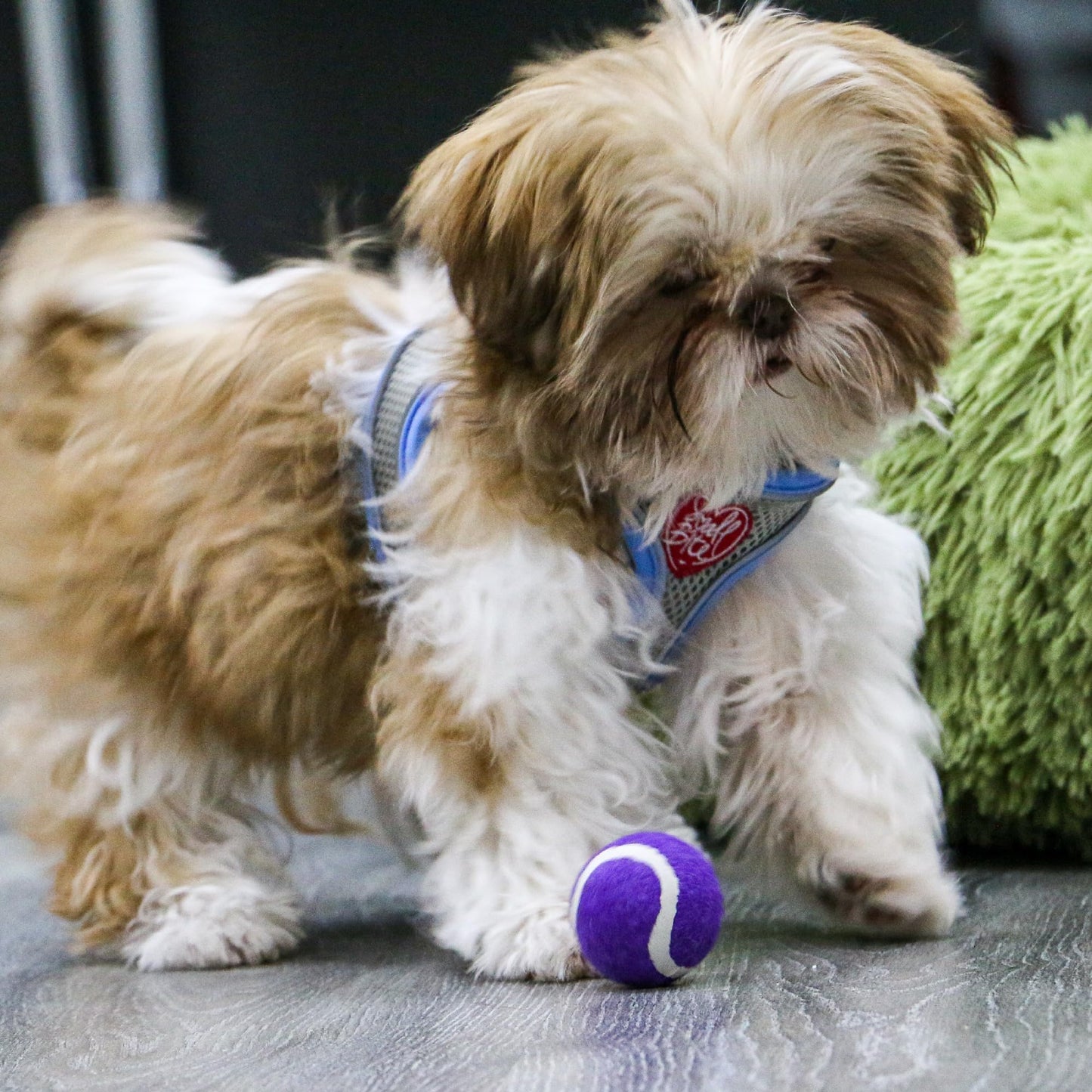 Ancol Small Bite Mini Tennis Balls | Dog Toys for Tiny Dogs & Puppies