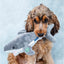 Dog holding a shark-shaped dog toy against a light blue background