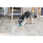 Dog playing with a blue ball on a wooden floor