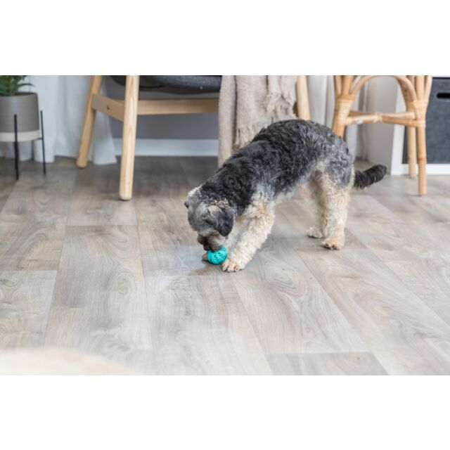 Dog playing with a blue ball on a wooden floor