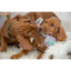 Two brown puppies playing with a rope toy on a white surface